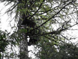 <p>Treed Bear</p>